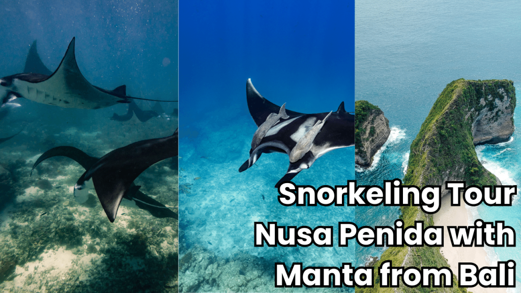 snorkeling manta